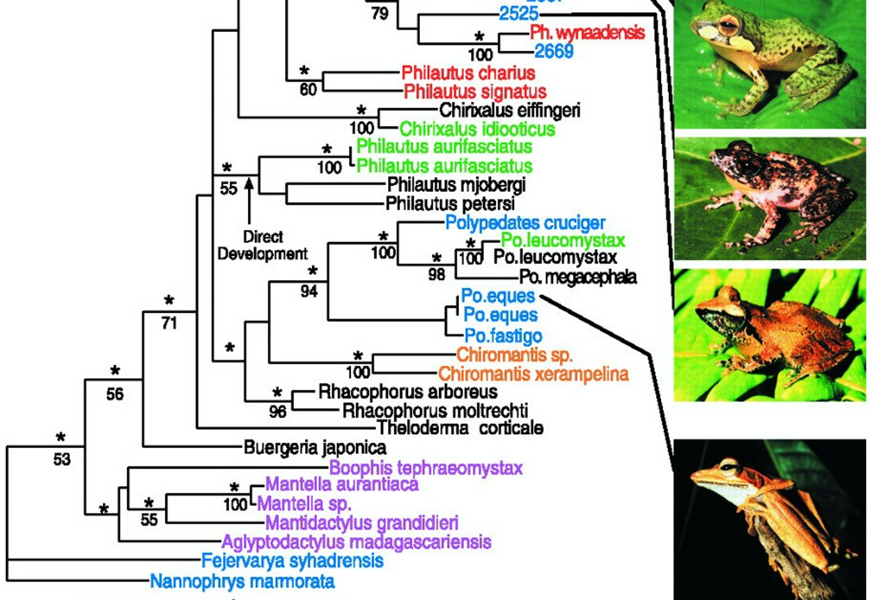 species-tree.png