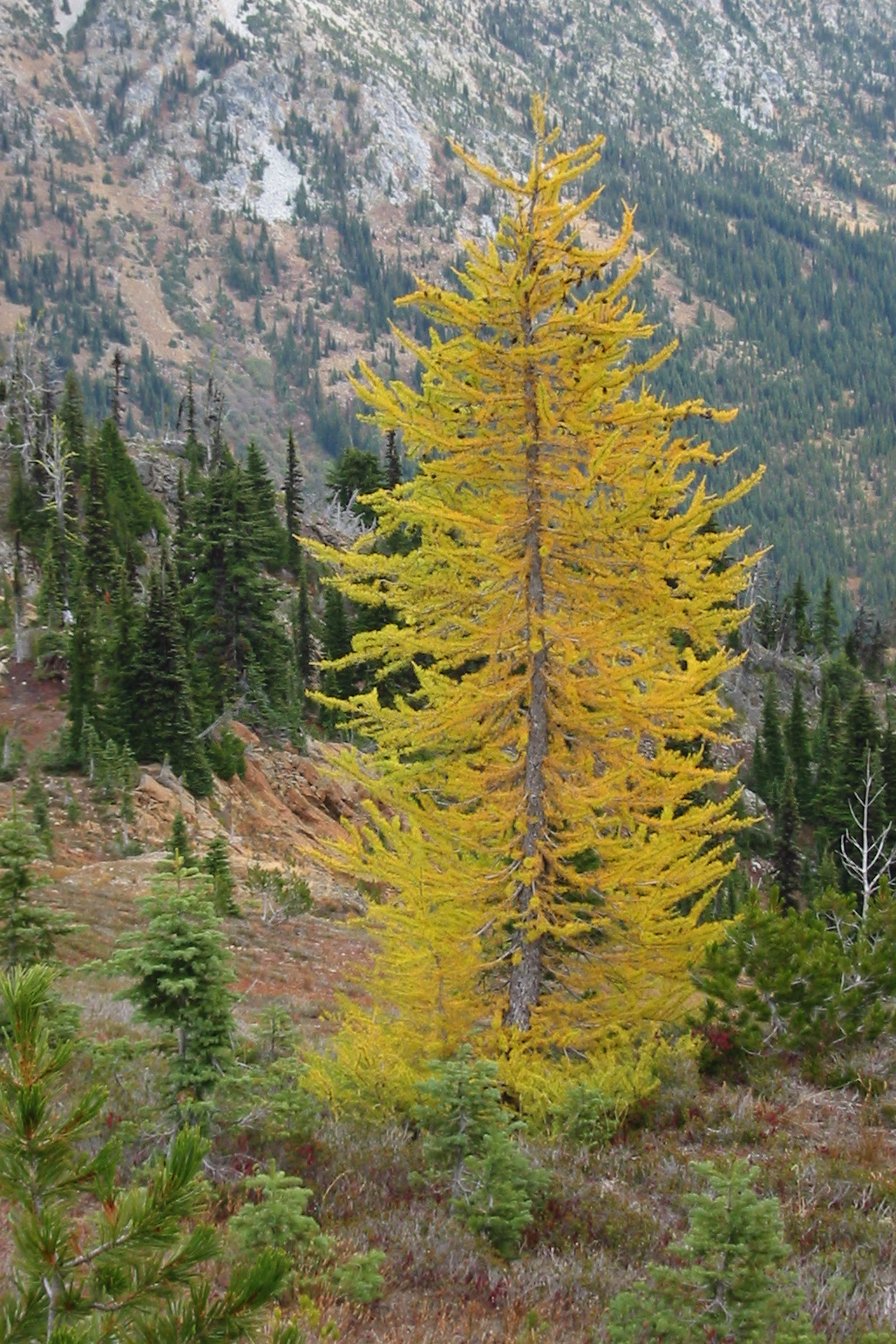 larch-tree.jpg